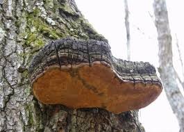 Chaga dråber