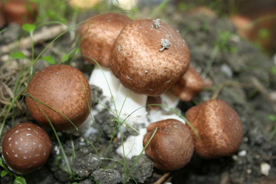 Himematsutake dråber