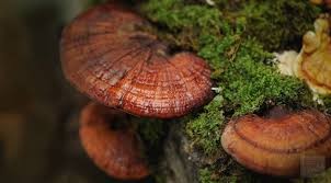 Reishi dråber